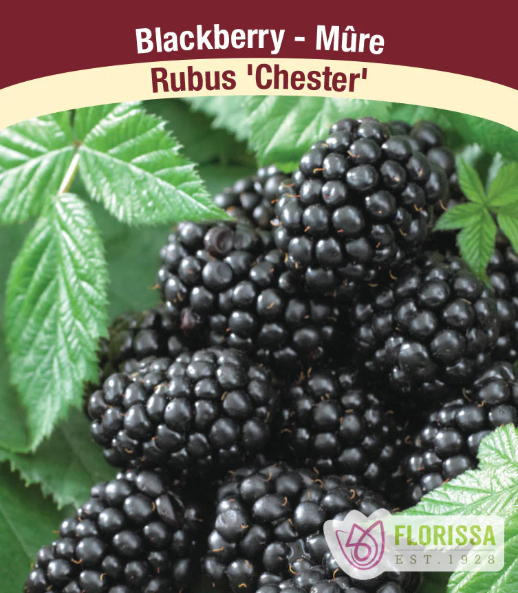 Blackberry - Chester, Thornless