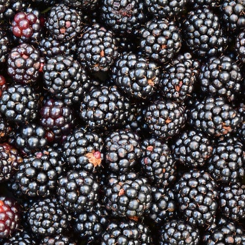 Blackberry - Chester, Thornless - Image 2