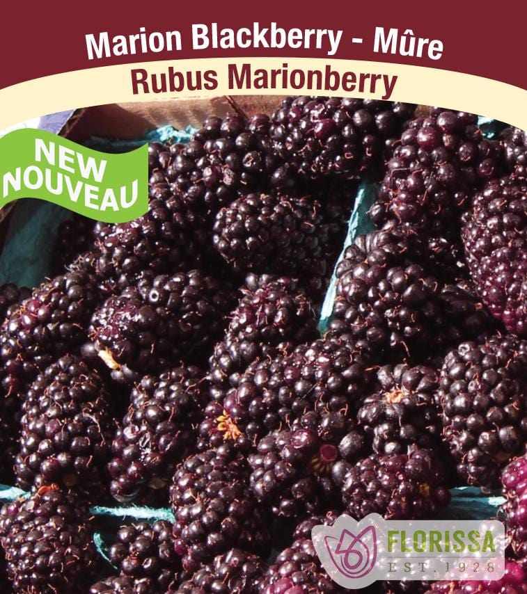 Blackberry - Marionberry