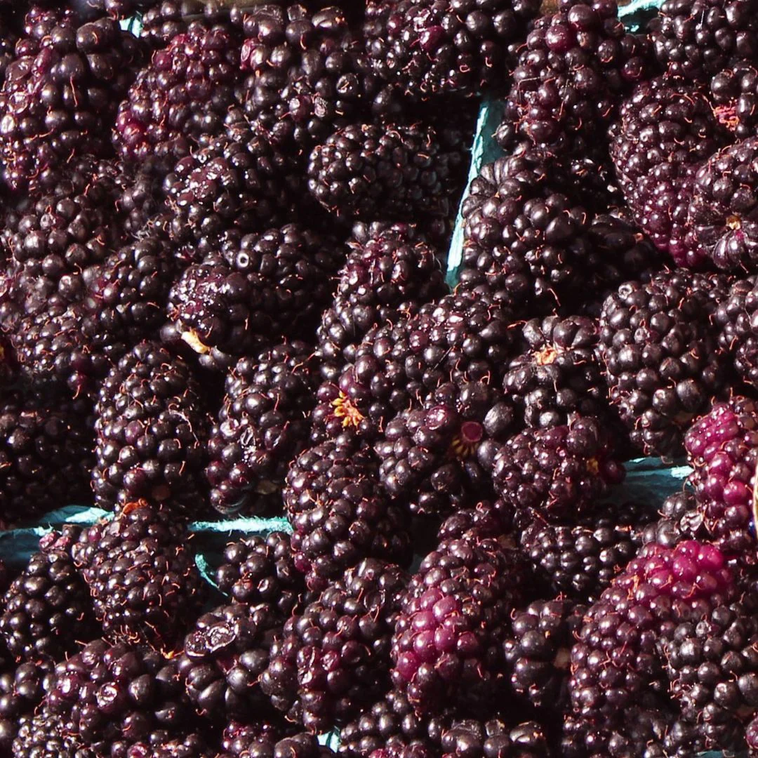 Blackberry - Marionberry - Image 2