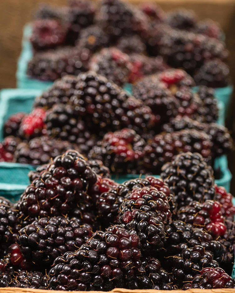 Blackberry - Marionberry - Image 3