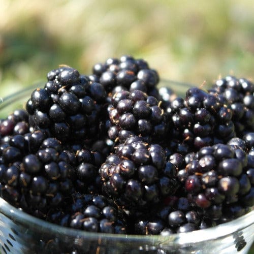 Blackberry - Triple Crown, Thornless - Image 2