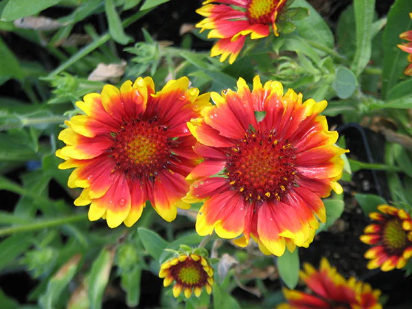 Gaillardia - Arizona Sun, 1 Pack - Image 2