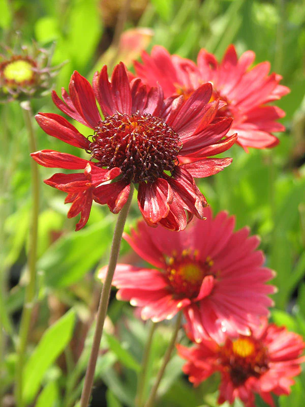 Gaillardia - Burgundy, 1 Pack - Image 2