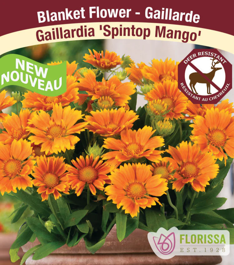 Gaillardia - Spin Top Mango, 1 Pack