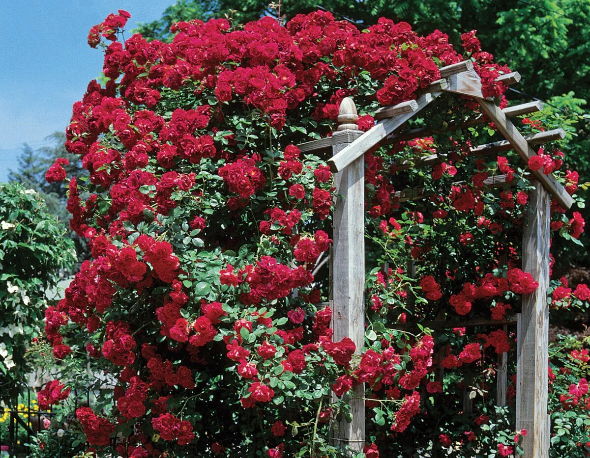 Blaze - Star Roses and Plants - Image 2