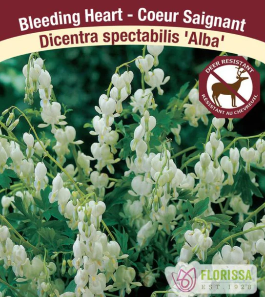 Bleeding Heart - Alba, 1 Pack