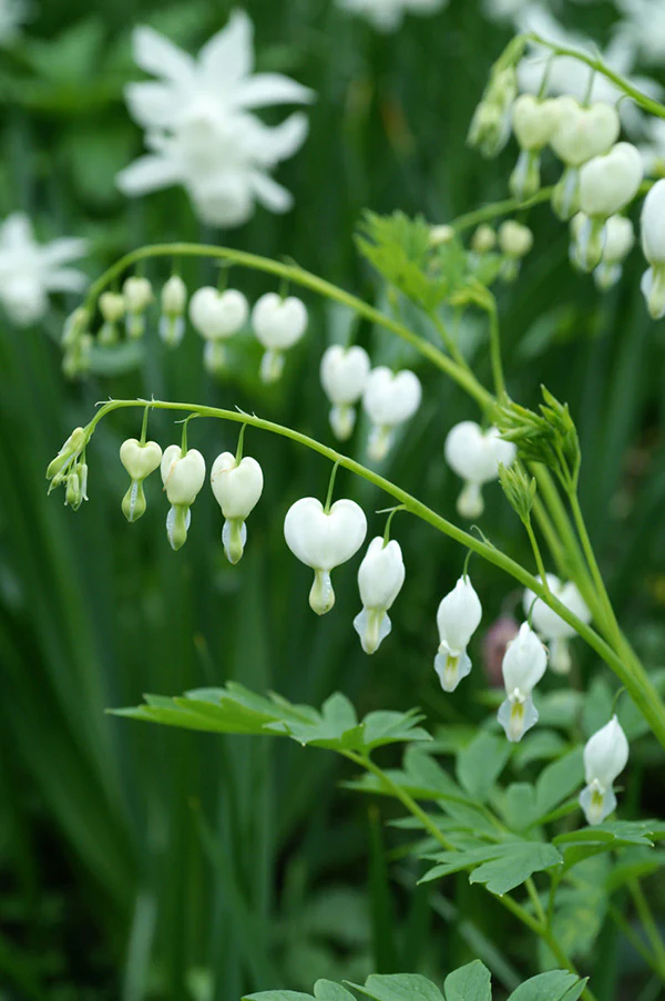Bleeding Heart - Alba, 1 Pack - Image 2