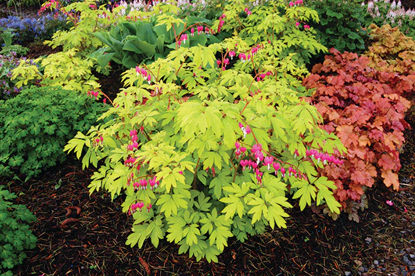 Bleeding Heart - Gold Heart, 1 Pack - Image 2