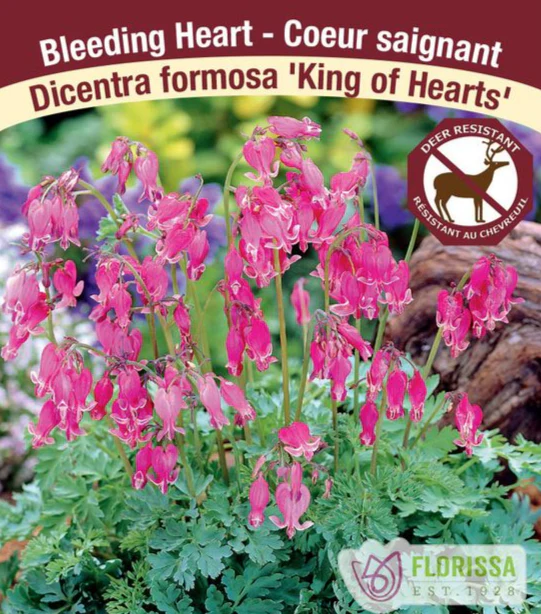 Bleeding Heart - King of Hearts, 1 Pack