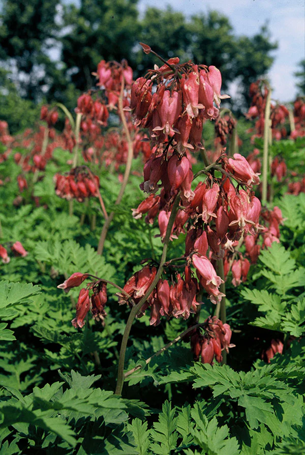 Bleeding Heart - Luxuriant, 1 Pack - Image 2