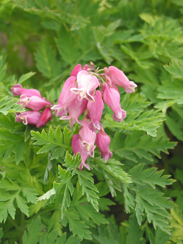 Bleeding Heart - Luxuriant, 1 Pack - Image 3