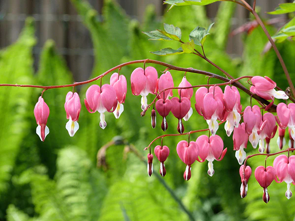 Bleeding Heart - Spectabilis, 1 Pack - Image 2