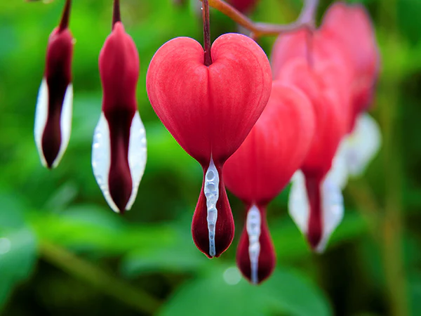 Bleeding Heart - Valentine, 1 Pack - Image 2