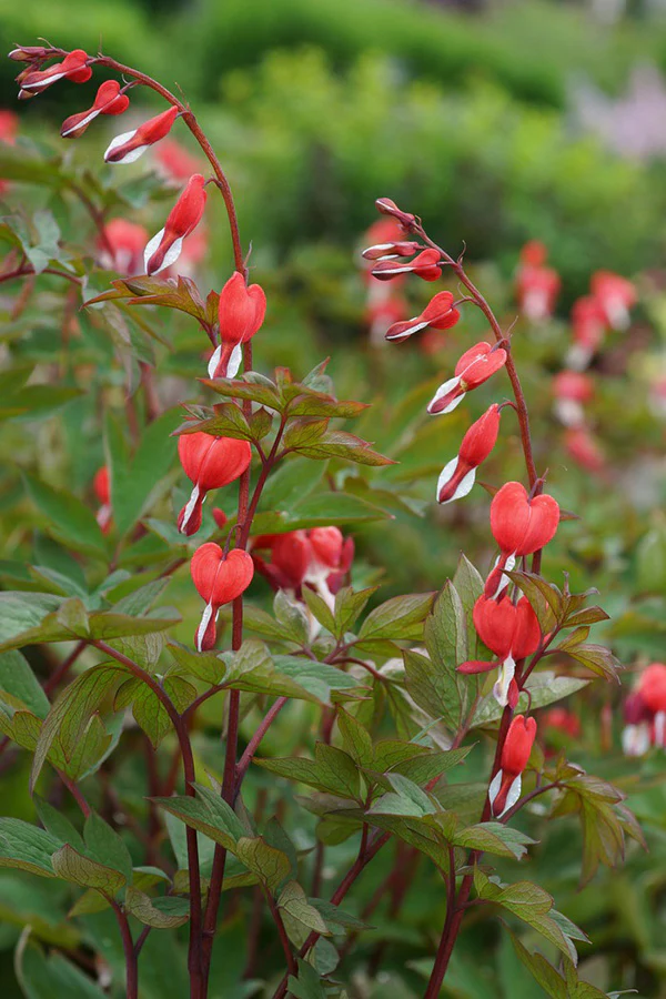 Bleeding Heart - Valentine, 1 Pack - Image 3