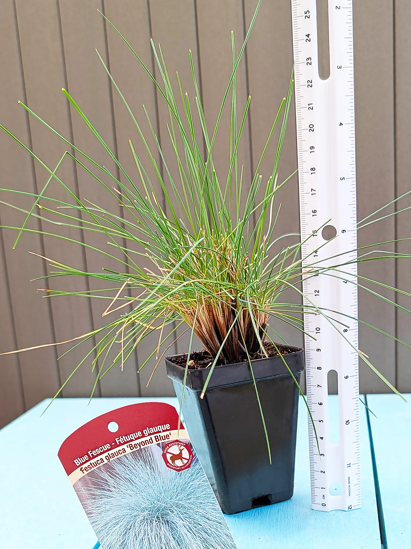 Blue Fescue - Beyond Blue, 1 Pack - Image 2