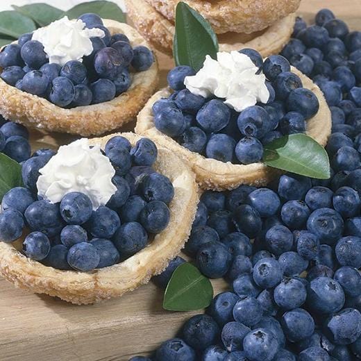 Blueberry - Bluecrop - Image 2