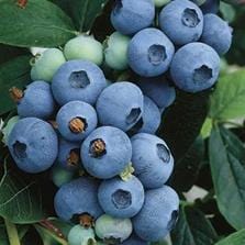 Blueberry - Chandler - Image 2