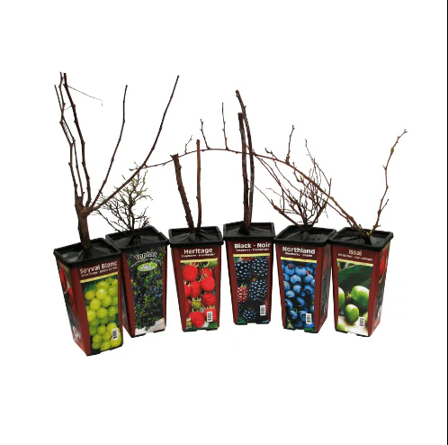 Blueberry - Northcountry - Image 3