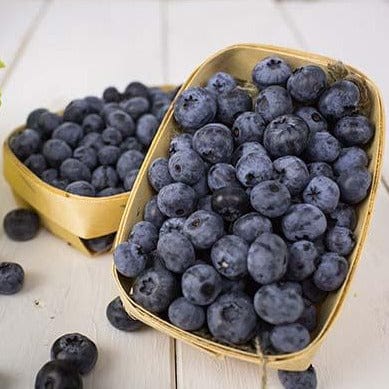 Blueberry - Patriot - Image 2