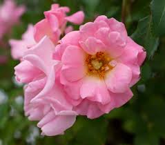 Blushing Drift - Star Roses and Plants - Image 2