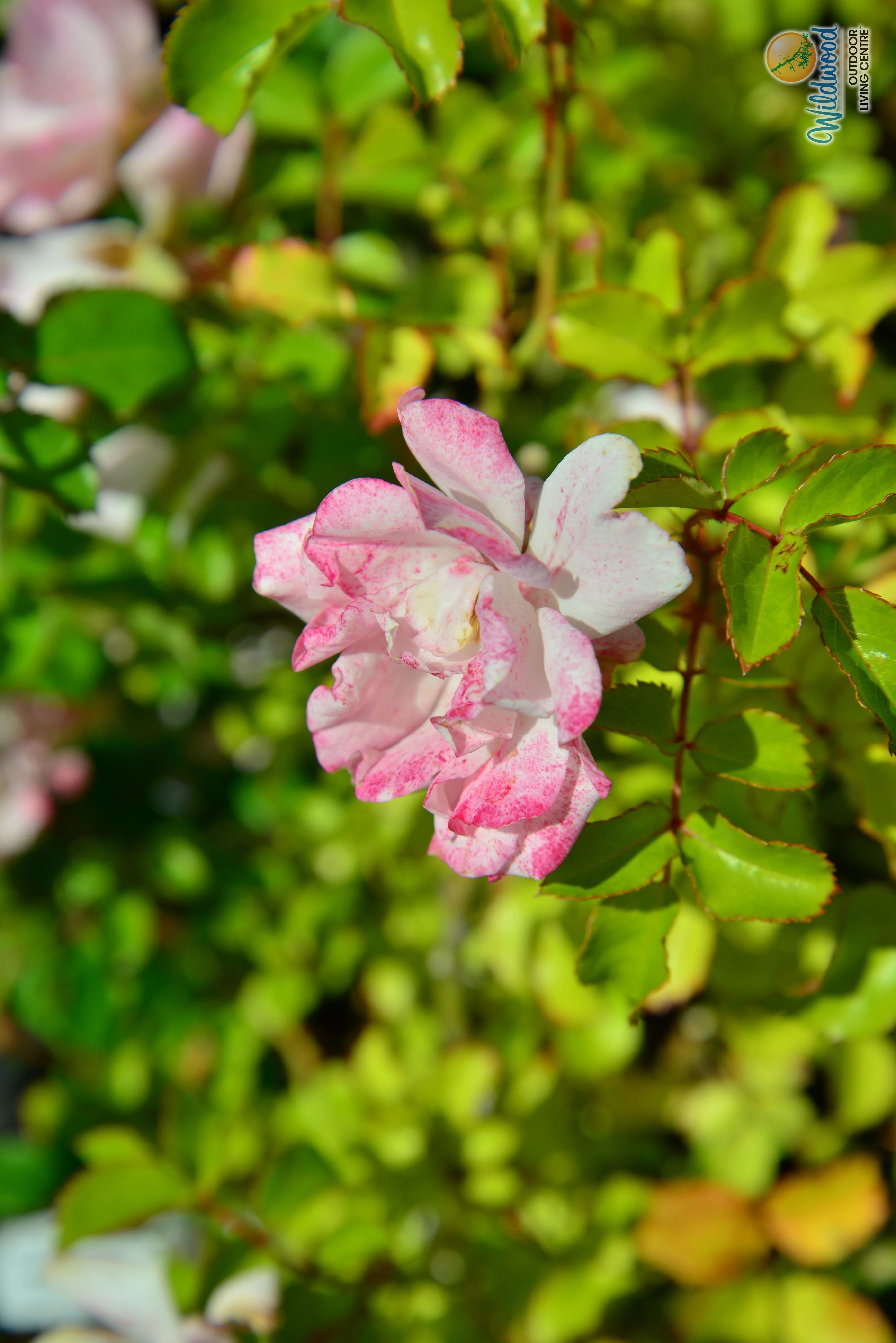 Blushing Drift - Star Roses and Plants - Image 4