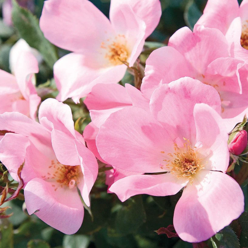 Blushing Knock Out - Star Roses and Plants