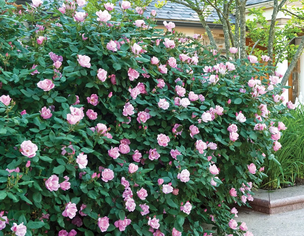 Blushing Knock Out - Star Roses and Plants - Image 2