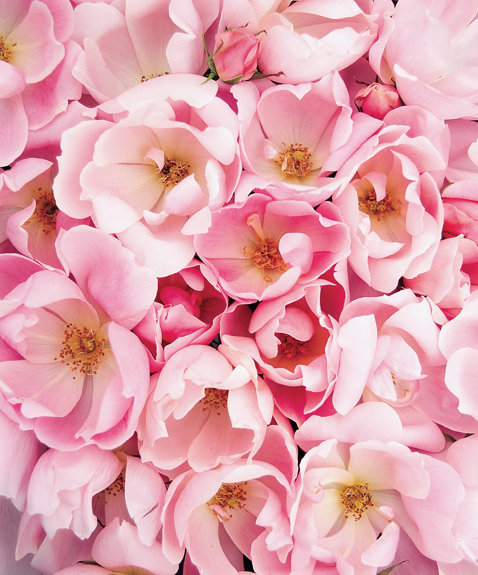 Blushing Knock Out - Star Roses and Plants - Image 3