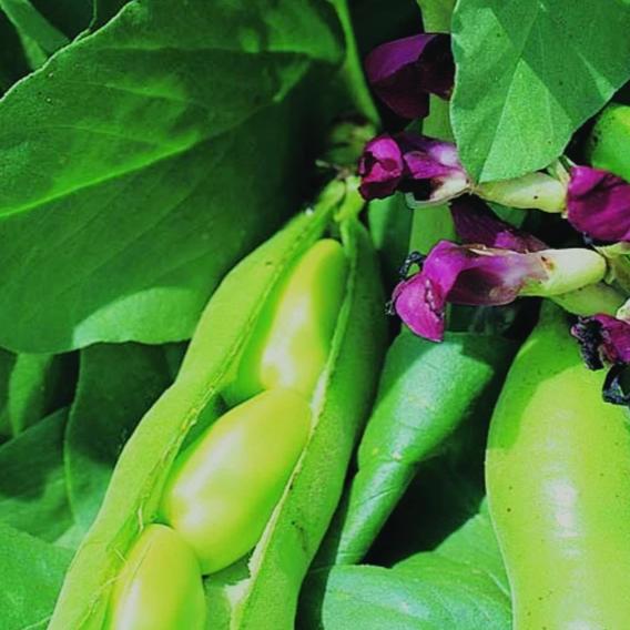 Organic Broad Bean Mix - Metchosin Farm Seeds - Image 3