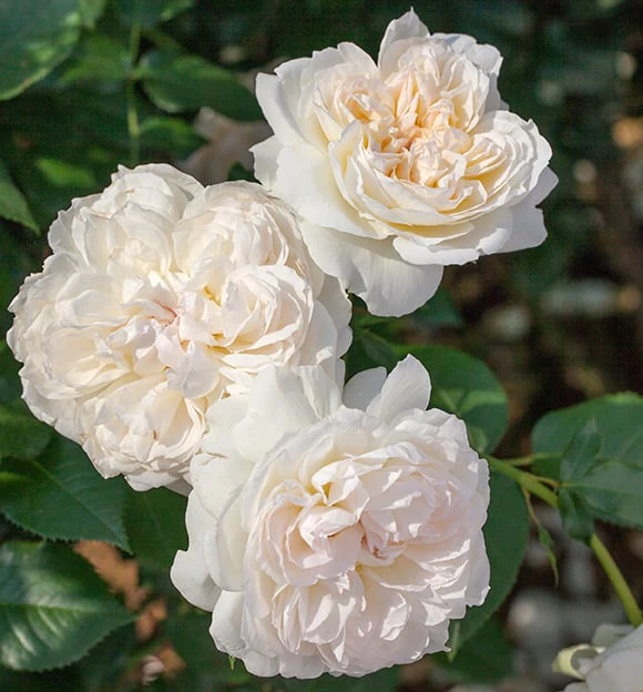 Bolero™ - Star Roses and Plants - Image 2