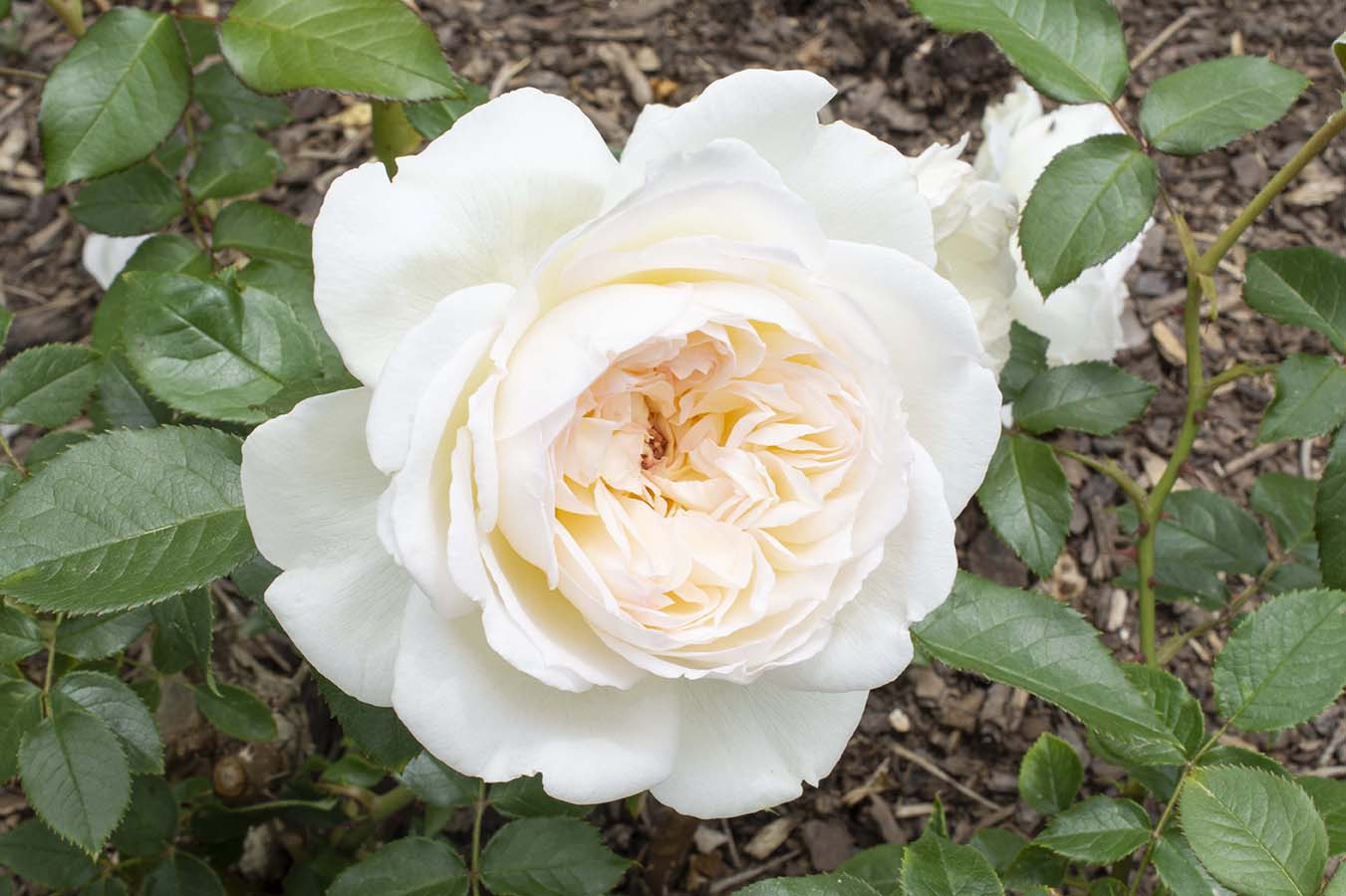 Bolero™ - Star Roses and Plants - Image 3
