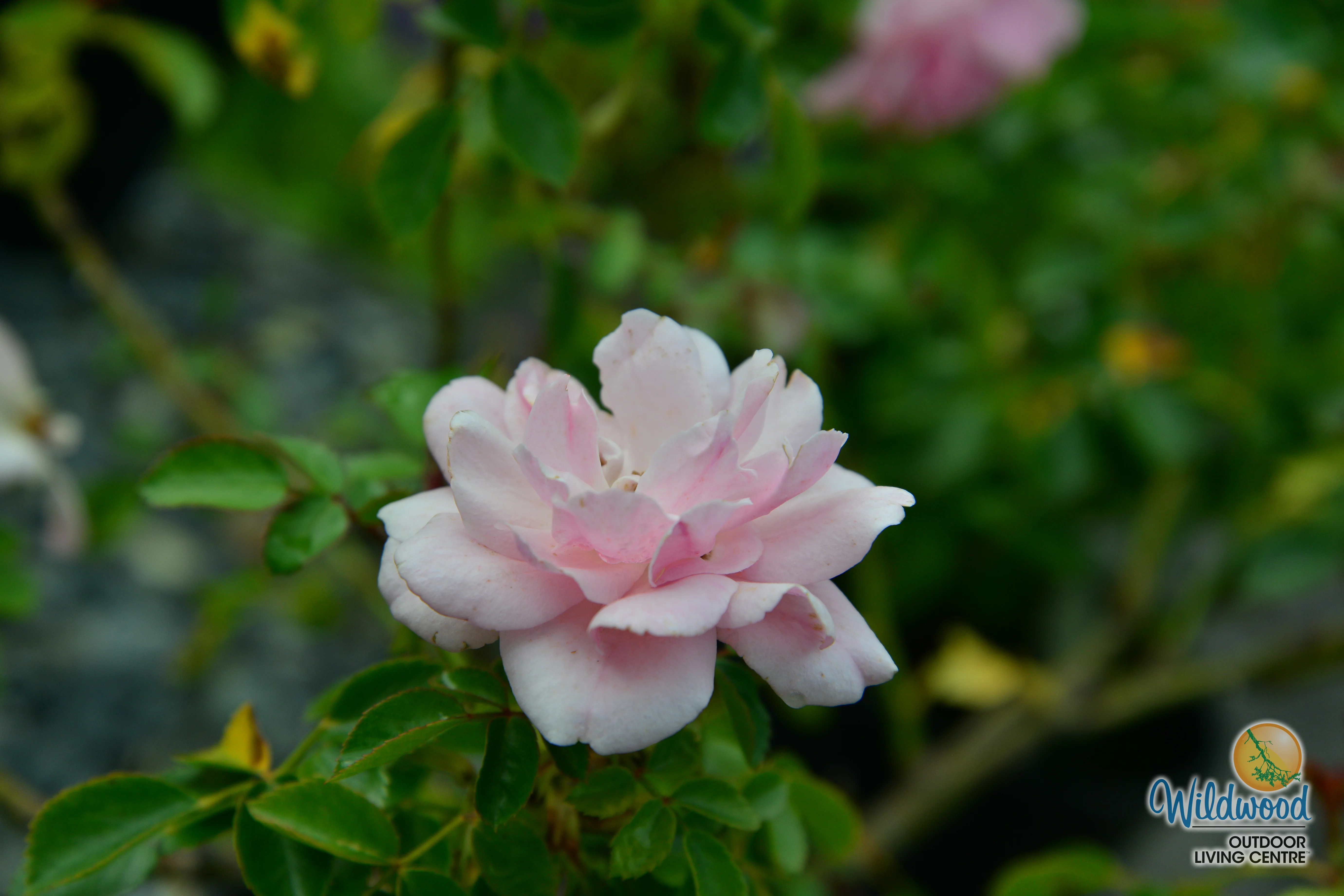 Bonica - Star Roses and Plants - Image 2