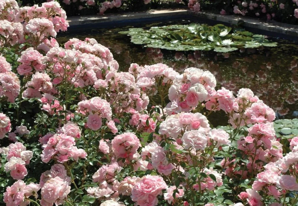 Bonica - Star Roses and Plants - Image 3