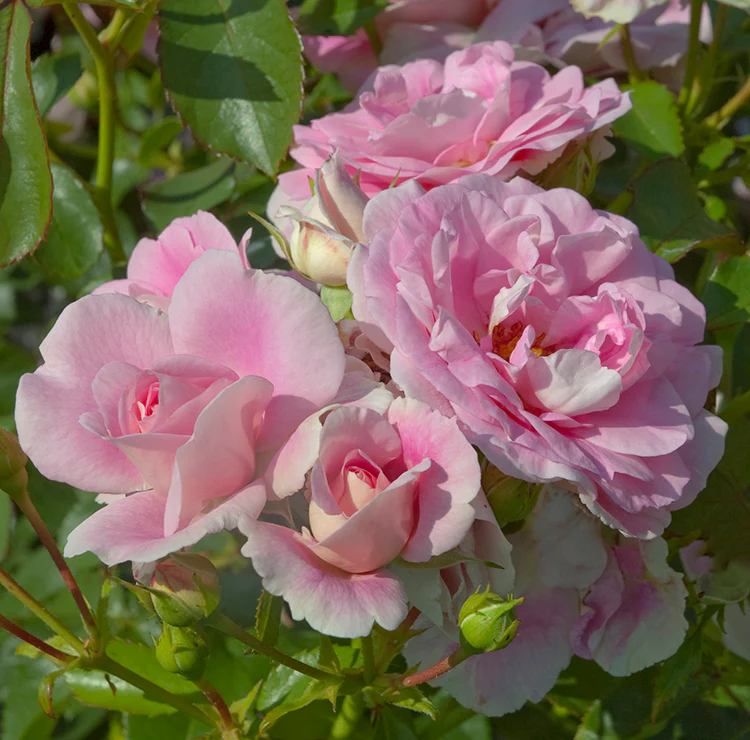 Bonica - Star Roses and Plants - Image 4