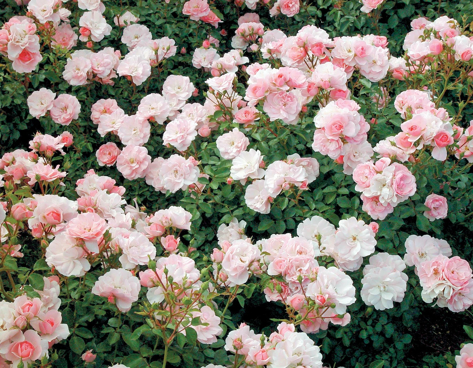 Bonica - Star Roses and Plants - Image 5