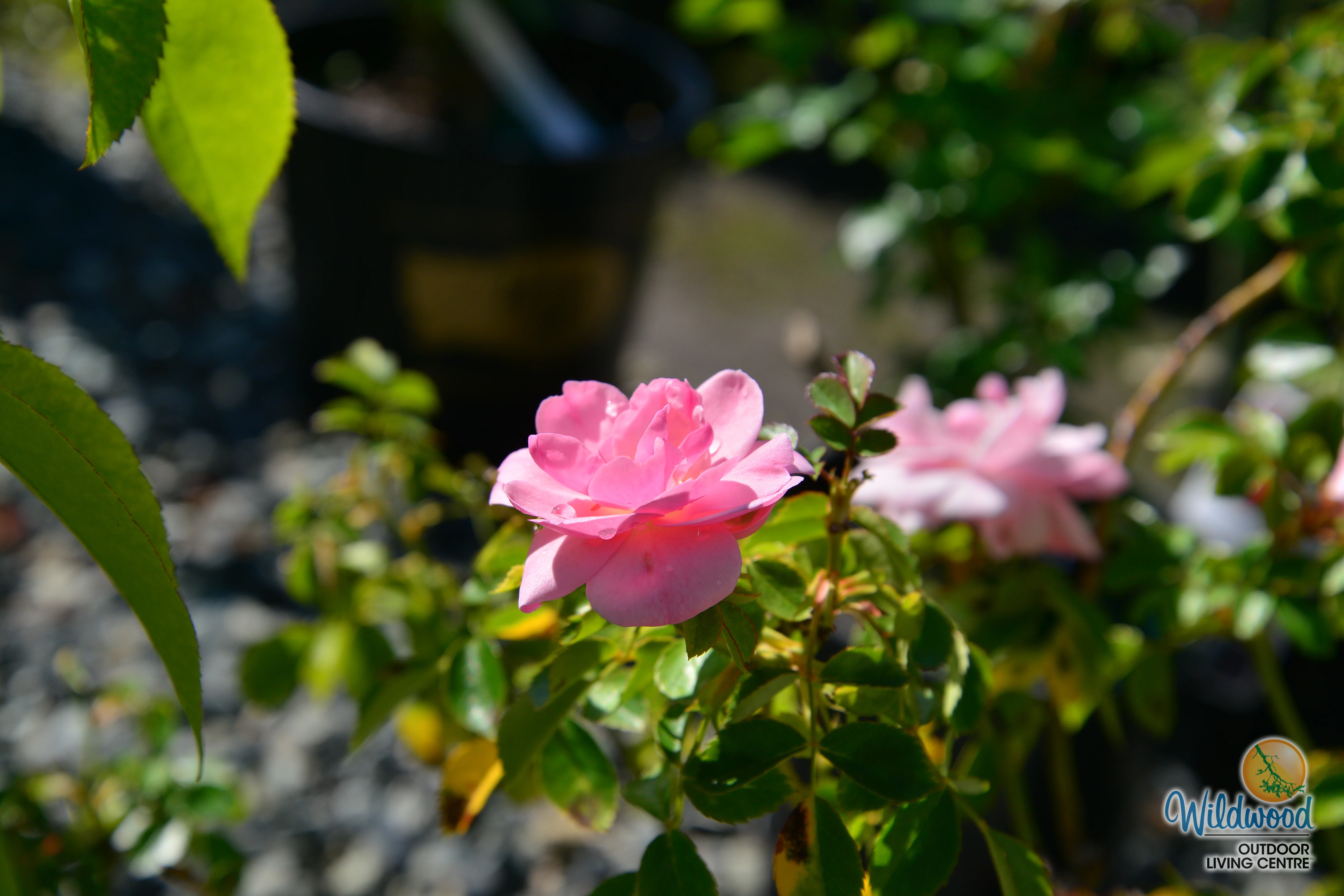Bonica - Star Roses and Plants - Image 6
