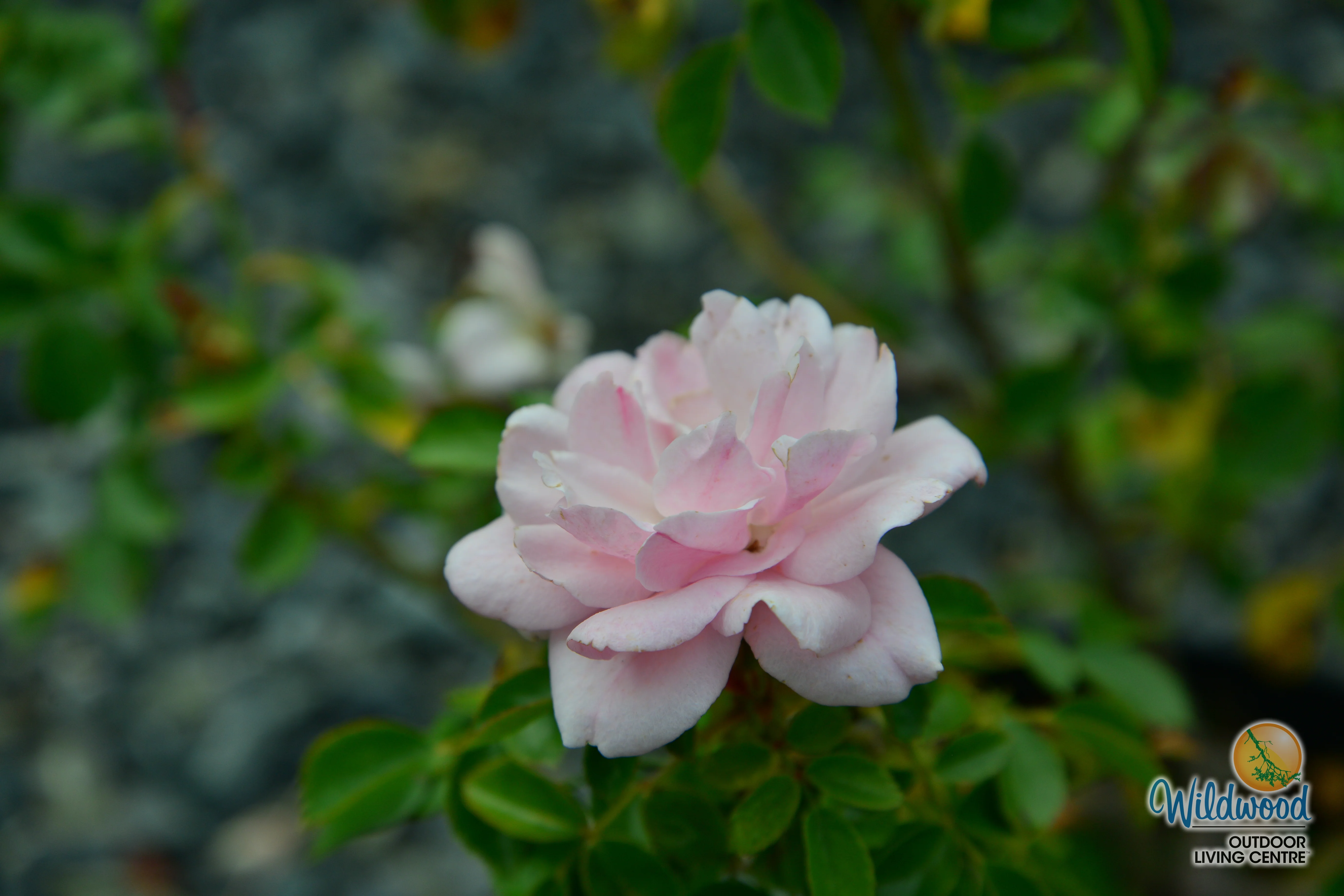 Bonica - Star Roses and Plants - Image 7