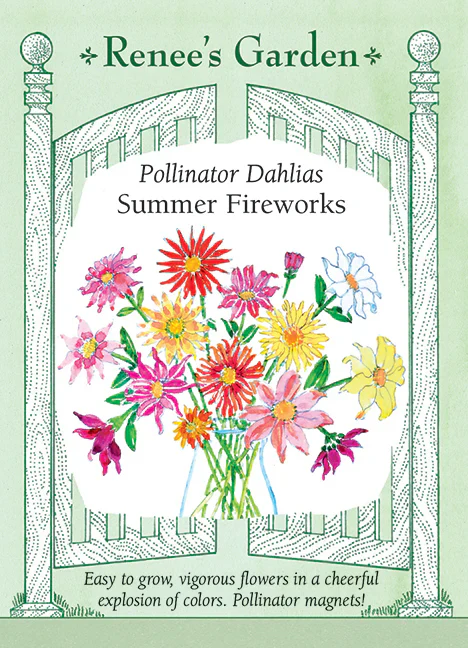 Pollinator Dahlias Summer Fireworks - Renee's Garden