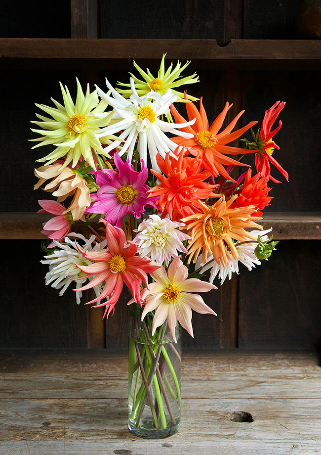 Pollinator Dahlias Summer Fireworks - Renee's Garden - Image 2