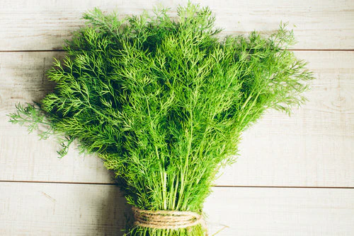 Dill Bouquet - Northern Wildflowers - Image 3