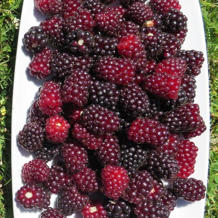 Boysenberry - Thornless - Image 2