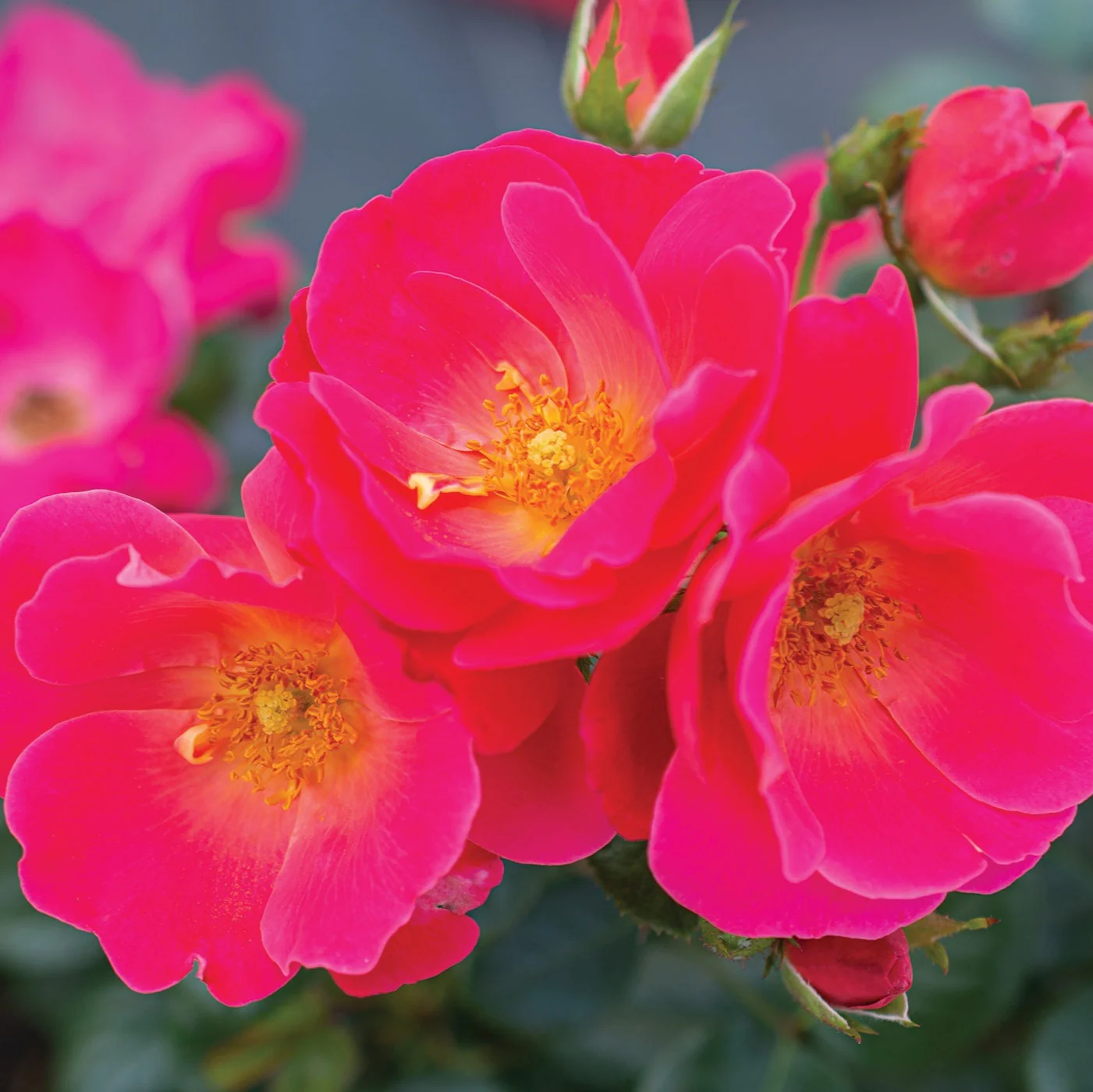 Brick House® Pink - Star Roses and Plants
