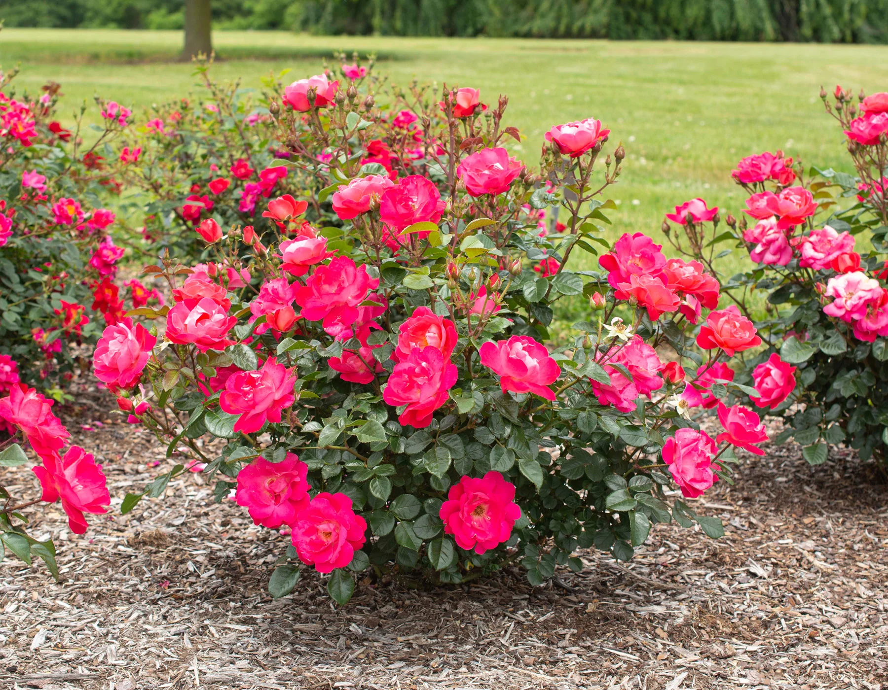 Brick House® Pink - Star Roses and Plants - Image 2