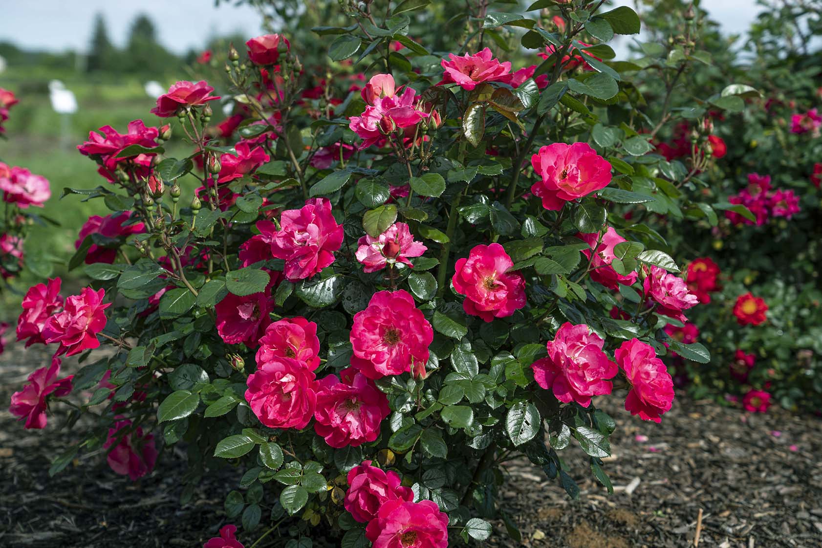 Brick House® Pink - Star Roses and Plants - Image 3
