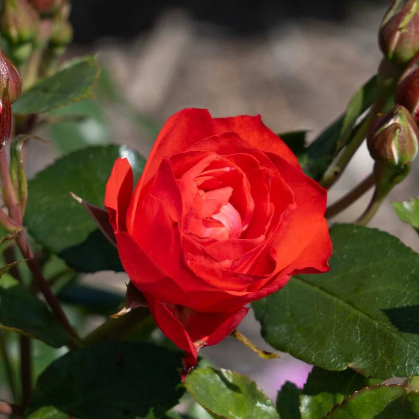Brick House Orange - Star Roses and Plants