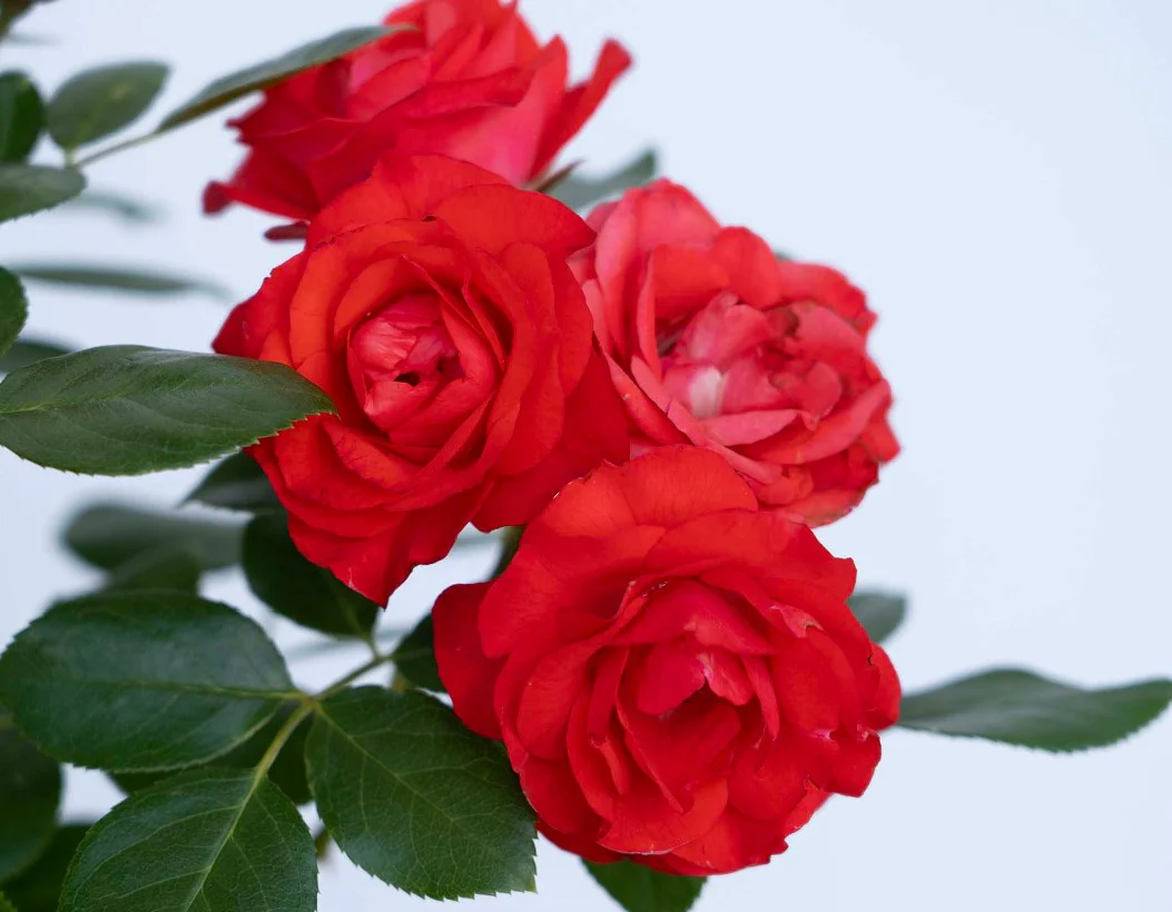 Brick House Orange - Star Roses and Plants - Image 2