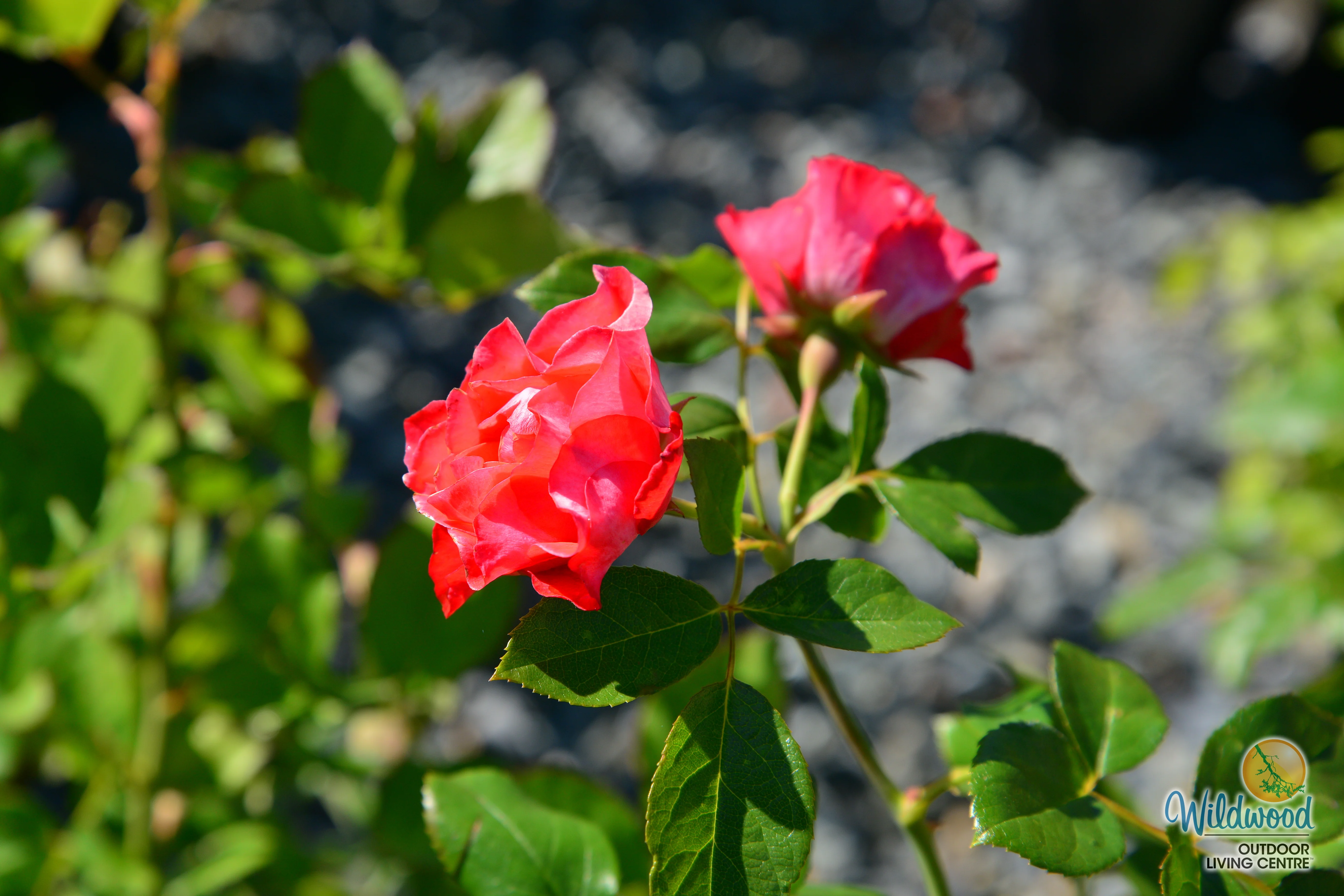 Brick House Orange - Star Roses and Plants - Image 4