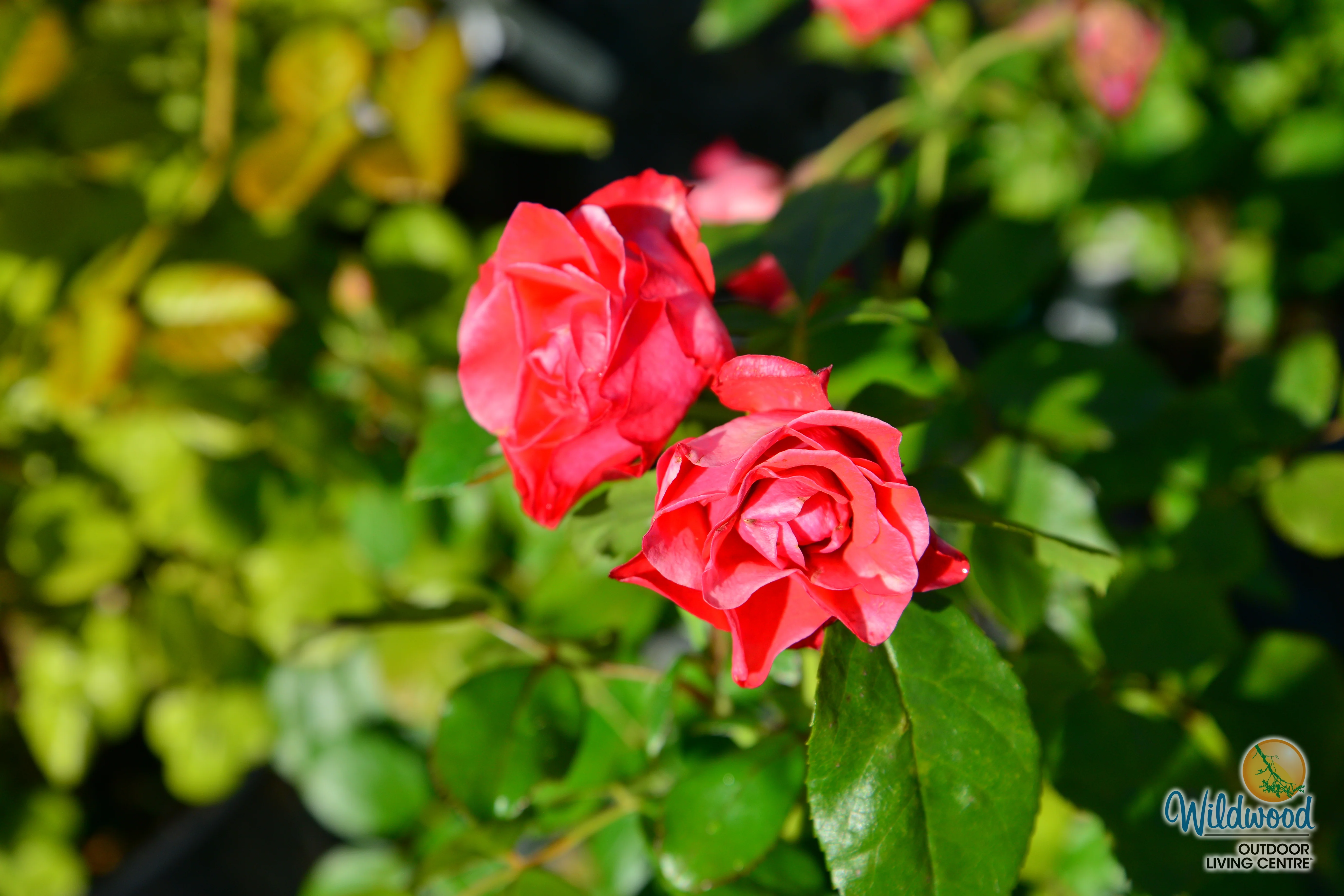 Brick House Orange - Star Roses and Plants - Image 5