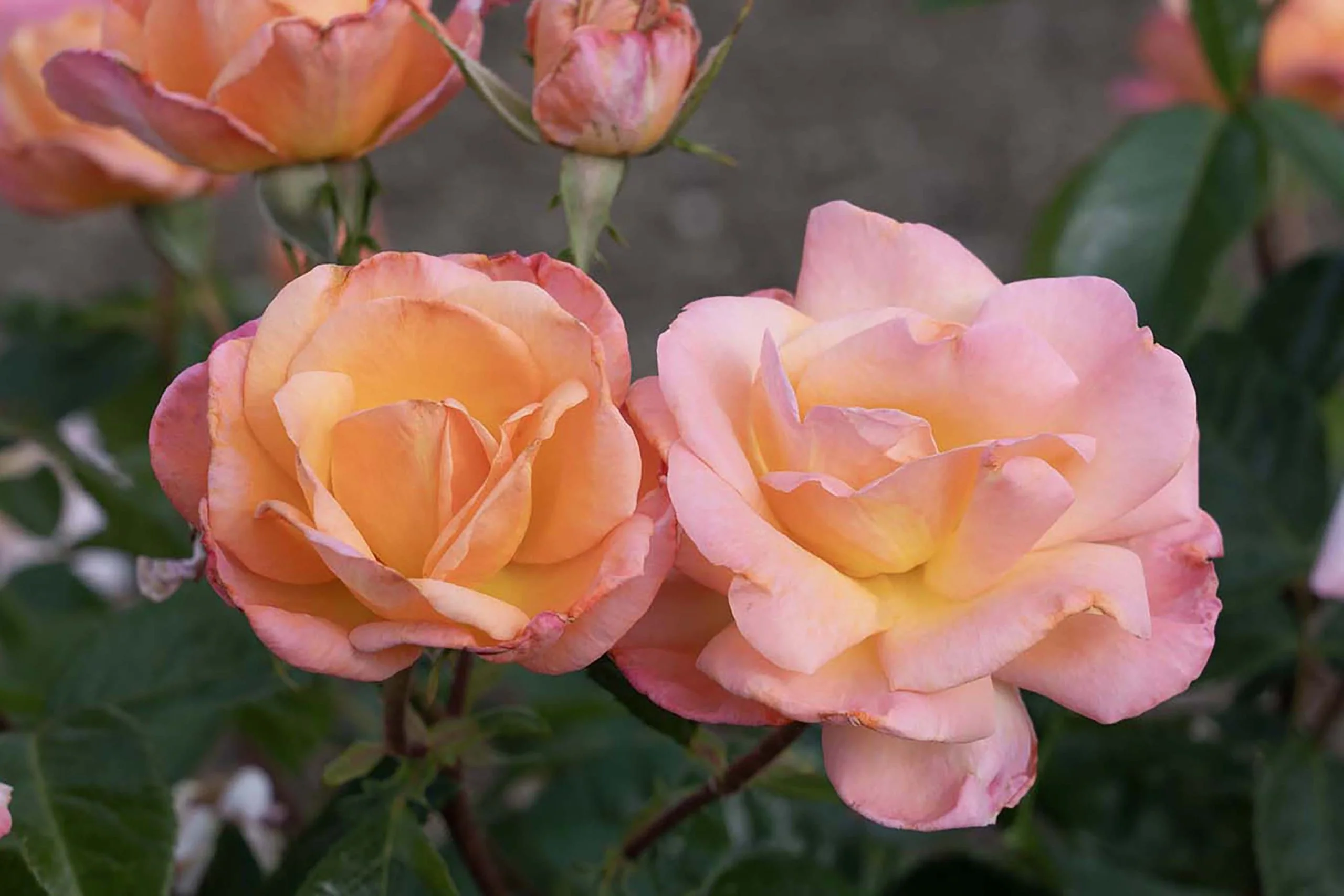 Bright & Shiny™ - Star Roses and Plants - Image 2